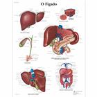 O Fígado, 4006997 [VR5425UU], Sistema metabolico