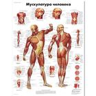 Медицинский плакат "Мускулатура человека", 1002213 [VR6118L], Muscolo
