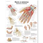 Медицинский плакат "Кисть и запястье, анатомия и патология", 1002226 [VR6171L], Sistema Scheletrico