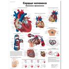 Медицинский плакат "Сердце человека, анатомия и физиология", 1002264 [VR6334L], sistema Cardiovascolare