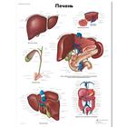 Медицинский плакат "Печень человека", 1002286 [VR6425L], Sistema metabolico