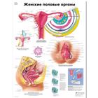 Медицинский плакат "Женские половые органы", 1002309 [VR6532L], Ginecologia
