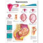 Медицинский плакат "Беременность", 1002313 [VR6554L], Gravidanza e Parto

