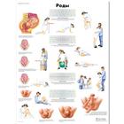 Медицинский плакат "Роды", 1002315 [VR6555L], Gravidanza e Parto
