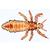 Insetti (Insecta), 1003868 [W13006F], Micropreparati LIEDER (Small)