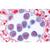 Fanerogame II. Cellule e tessuti - Tedesco, 1003908 [W13017], Micropreparati LIEDER (Small)