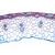 Fanerogame IV. Il tronco - Tedesco, 1003916 [W13019], Micropreparati LIEDER (Small)