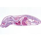 Sviluppo dell'embrione suino (Sus scrofa) - Francese, 1003957 [W13029F], Francese