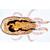 Aracnidi e miriapodi (Arachnoidea, Myriapoda), 1003964 [W13034], PON Agrarie - Laboratorio di Biologia e Scienze Ambientali per scuole Agrarie (Small)