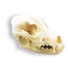 Cranio di cane (Canis lupus familiaris), replica, 1005104 [W19010], Stomatologia
