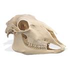 Cranio di pecora (Ovis aries), replica, 1005105 [W19011], Stomatologia