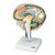 Sezione del cervello, 1005113 [W19026], Modelli di Cervello (Small)