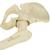 ORTHObones Anca sinistra con femore, 1018343 [W19149], 3B ORTHObones Premium (Small)