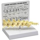 Modello di colonna vertebrale canina in 5 parti, 1019581 [W33353], Malattie zoologiche