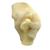 Modello di spalla canina, 1019580 [W33355], osteologia (Small)
