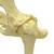 Modello di pelvi canine (anca), 1019578 [W33356], osteologia (Small)