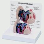 Modello di cuore e polmoni felini, 1019584 [W33375], Malattie zoologiche