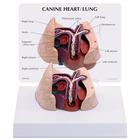 Modello di cuore e polmoni canini, 1019586 [W33376], Medicina interna