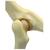 Modello di anca di un felino, 1019587 [W33377], osteologia (Small)