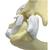 Modello di gomito/spalla di un felino, 1019588 [W33378], osteologia (Small)