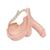 Ricambio apparato genitale maschile per P11, 1020717 [XP021], Ricambi (Small)